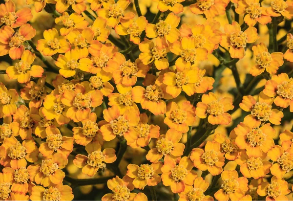Жовті суцвіття трави (Achilleamillfolium) як фон — стокове фото