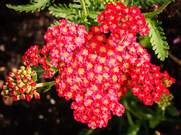 Red Yarrow (Achillea) blossoms in the summer garden.