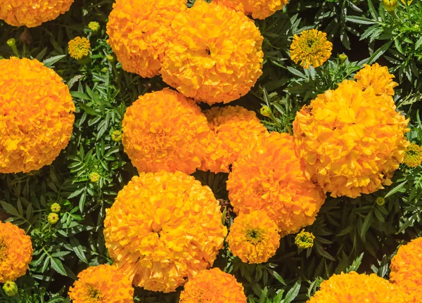 Цвітіння, жовтий Чорнобривці (Чорнобривці) — стокове фото