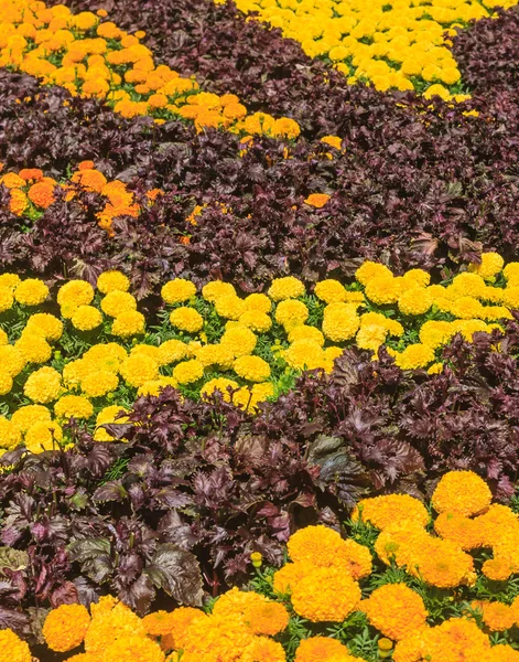 Blumen und Gemüse Hintergrund — Stockfoto