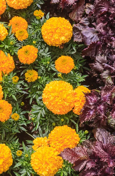 Fond de fleurs et légumes — Photo