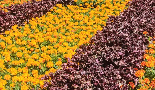 Fundo de flores e vegetais — Fotografia de Stock