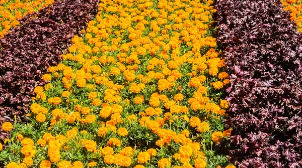 Fundo de flores e vegetais — Fotografia de Stock