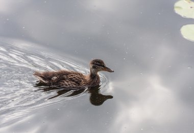 Yeşilbaş ördek (Anas platyrhynchus)