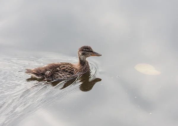 Anatra reale (Anas platyrhynchus ) — Foto Stock