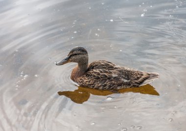 Yeşilbaş ördek görünümünü