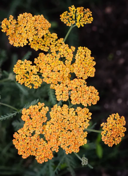 Vista de Yarrow amarelo (Achillea ) — Fotografia de Stock