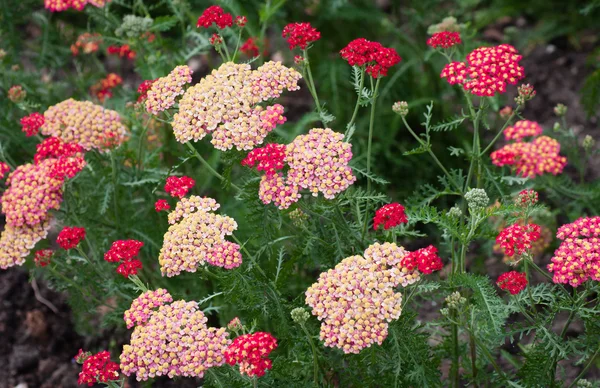 Weergave van duizendblad (Achillea) — Stockfoto