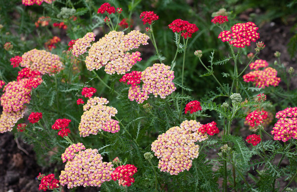 View of Yarrow (Achillea)