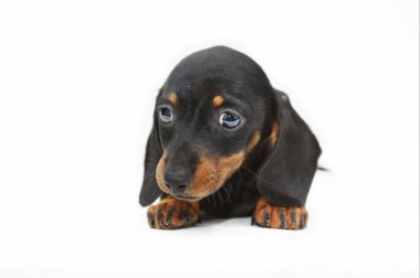 Dachshund Köpek