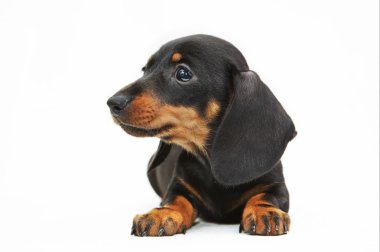 Dachshund Köpek
