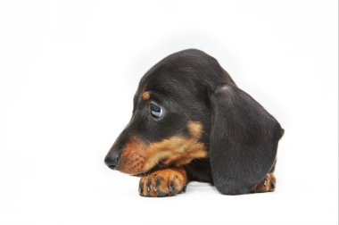 Dachshund Köpek
