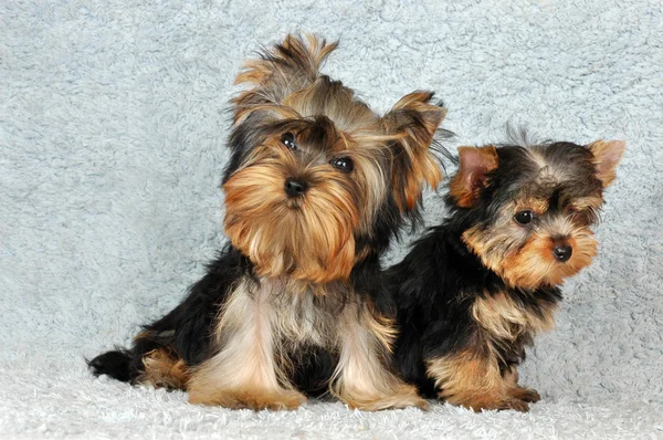 Dois cachorros Yorkshire terrier — Fotografia de Stock