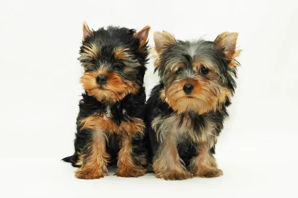 Two puppies Yorkshire terrier — Stock Photo, Image