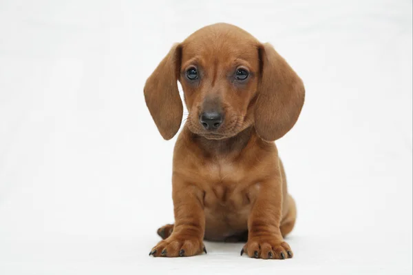 Filhote de cachorro Dachshund — Fotografia de Stock