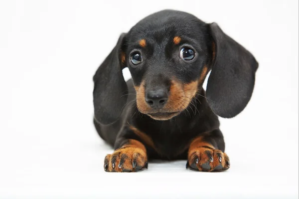 Filhote de cachorro Dachshund — Fotografia de Stock