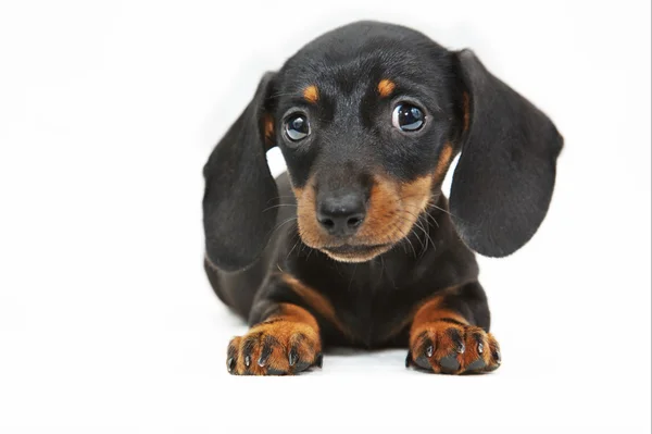 Dachshund puppy — Stock Photo, Image