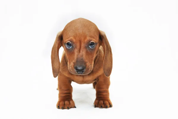 Filhote de cachorro Dachshund — Fotografia de Stock