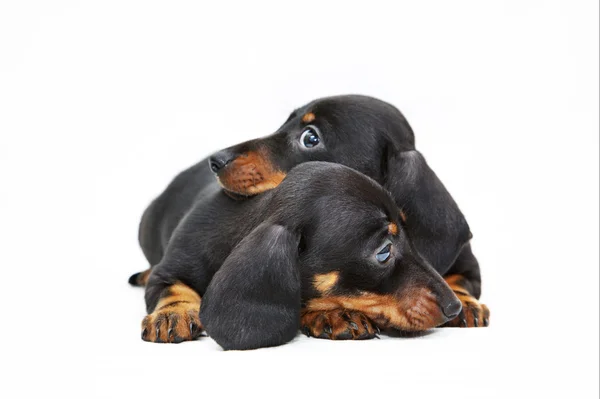 Dois cachorros dachshund — Fotografia de Stock