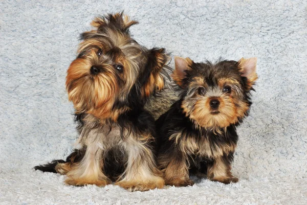 Dois cachorros Yorkshire terrier — Fotografia de Stock