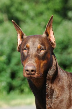 Doberman