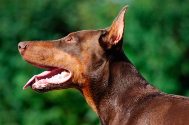 Doberman
