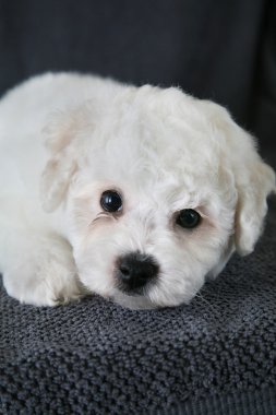 Köpek yavrusu Bishon Frise