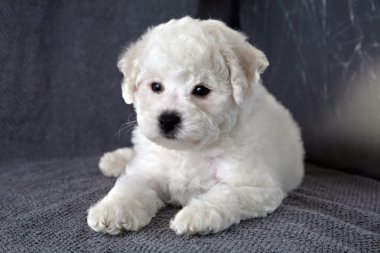 Köpek yavrusu Bishon Frise