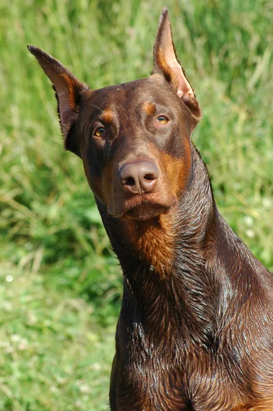 Dobermann — Stockfoto