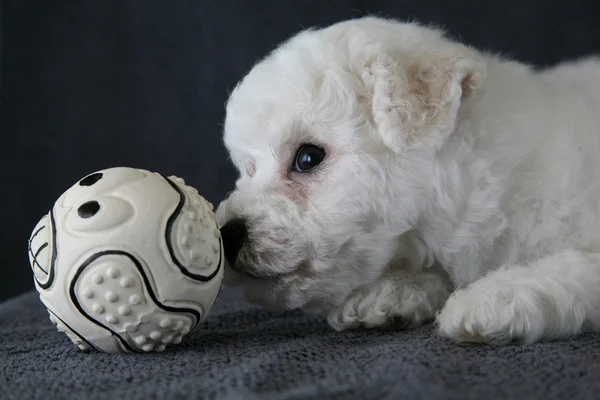 Štěně Bishon Frise — Stock fotografie