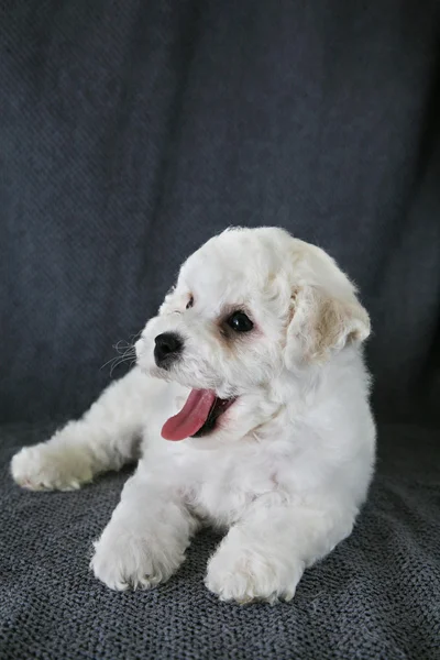 Filhote de cachorro Bishon Frise — Fotografia de Stock