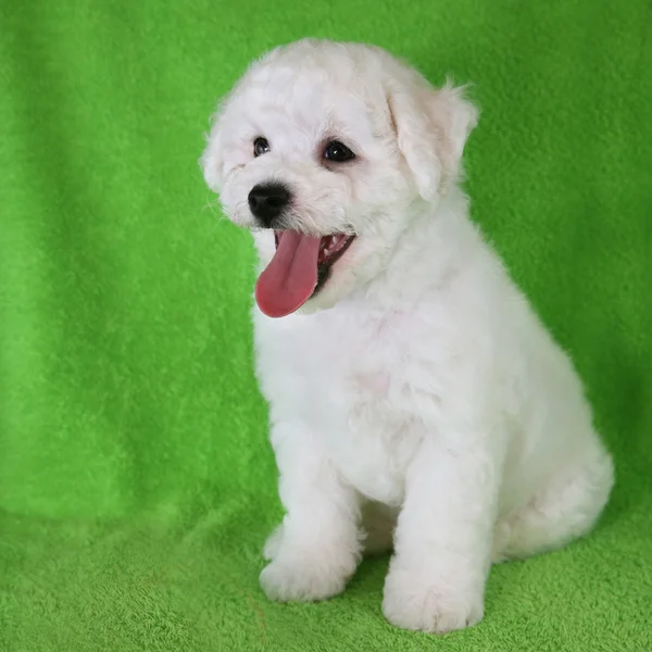 Filhote de cachorro Bishon Frise — Fotografia de Stock