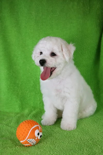 Filhote de cachorro Bishon Frise — Fotografia de Stock