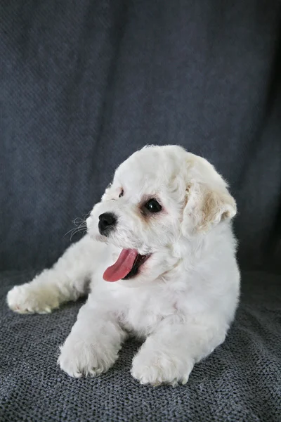 Filhote de cachorro Bishon Frise — Fotografia de Stock