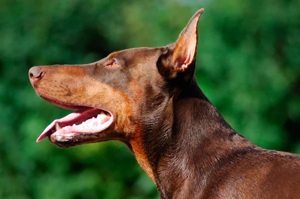 Doberman Royalty Free Stock Images