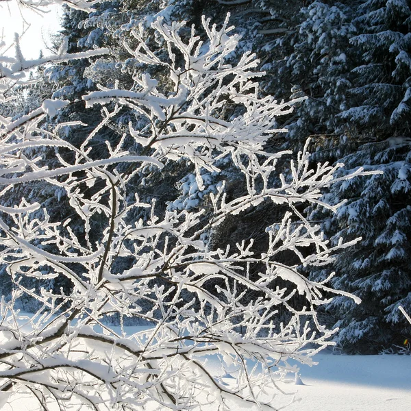 Χιονισμένο δέντρο, Χειμώνας — Φωτογραφία Αρχείου