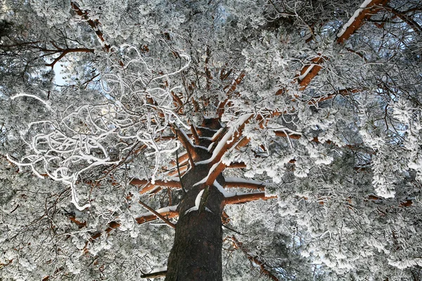 Karlı çam ağacı — Stok fotoğraf