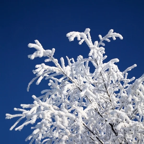 Snowy brzozowe drzewo — Zdjęcie stockowe