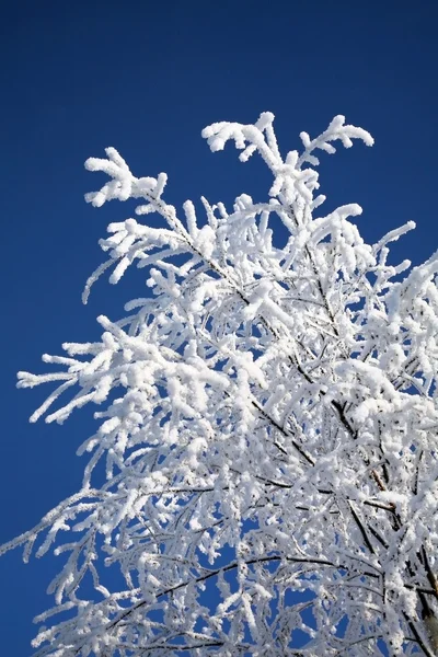 Snowy brzozowe drzewo — Zdjęcie stockowe