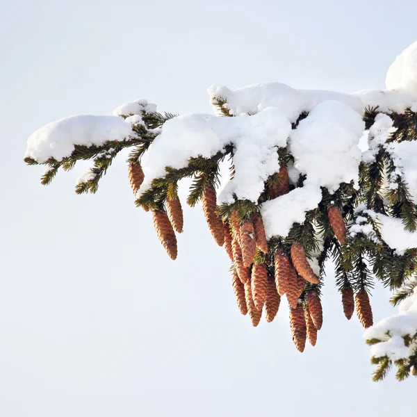 Tanne, Zapfen, Schnee, Winter. — Stockfoto