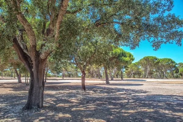 Beautiful miraculous plantations of cork oak tree — Stock Photo, Image