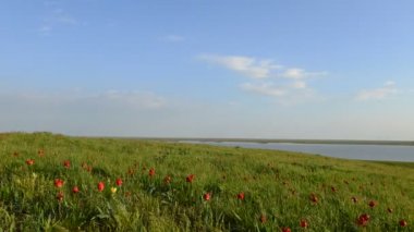 Yeşil bir alanda birden çok renkli yabani Lale