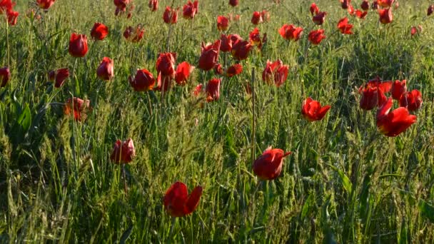 Mehrere farbige wilde Tulpen in einem grünen Feld — Stockvideo