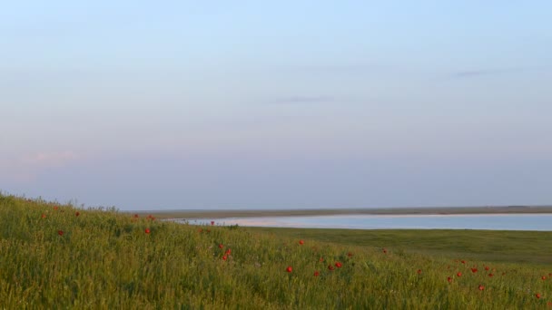 多个彩色的野生郁金香，在绿色的原野 — 图库视频影像