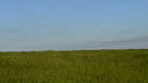 Wiese mit grünem Gras und blauer Himmel mit Wolken — Stockvideo
