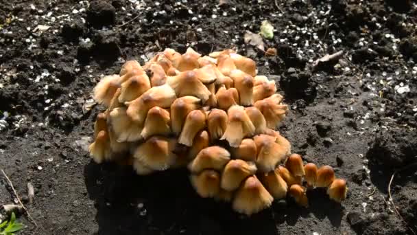 Paddestoelen op een oude stam met natuurlijke achtergrond - mooie details. Verschillende kleine champignons — Stockvideo