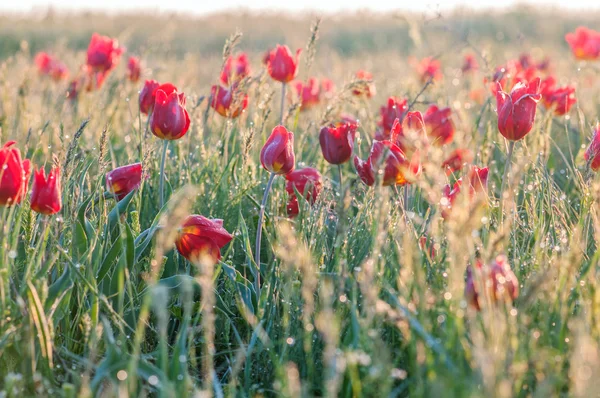 Tulipe sauvage dans le champ — Photo