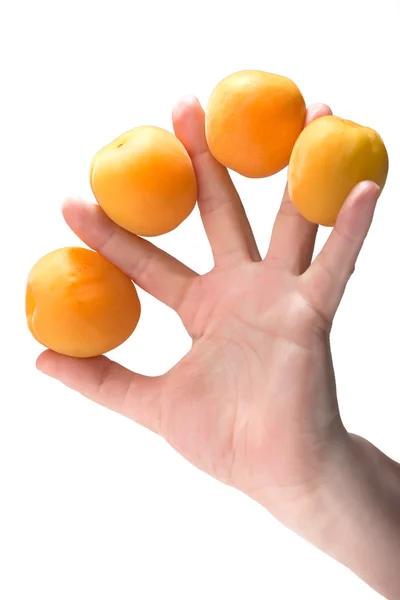 Main de femme tenant quatre abricots, isolée sur blanc — Photo