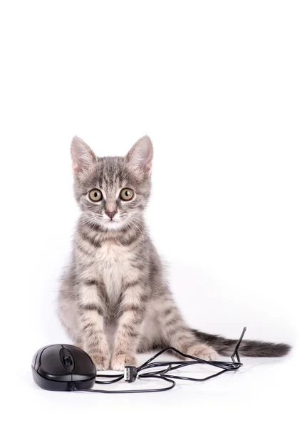 Krásné malé kotě hraje s počítačovou myš — Stock fotografie