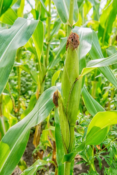 Cultivo de mazorcas de maíz en un campo — Foto de Stock